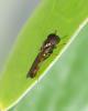 Melanostoma mellinum